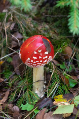 fly agaric