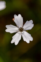 Heliosperma pusillum flower growing in meadow, close up shoot
