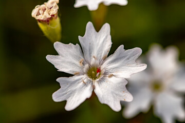 Heliosperma pusillum flower in meadow, macro	