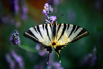 Butterfly 4