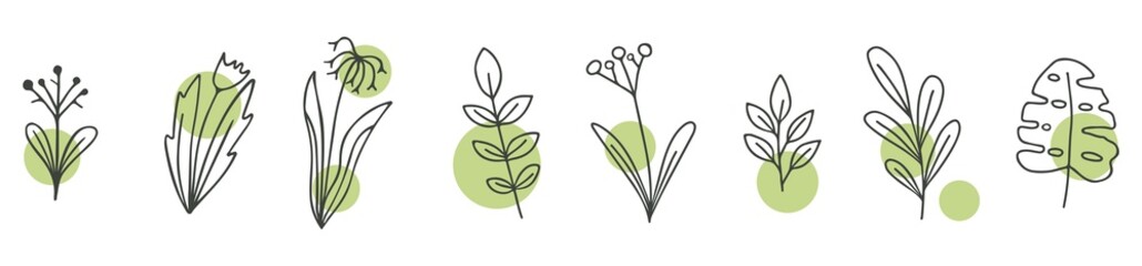 Set of illustrations of plants. Decorative beauty elegant illustration for design Vector flower Botanical. Black and white and colorful