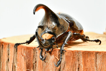 ネプチューンオオカブト
