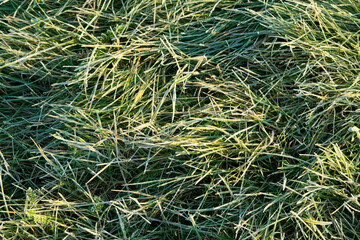green grass background