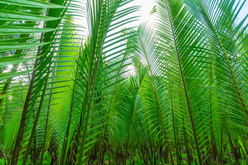 Obraz na płótnie Canvas Green Walkway Between Tropical Landscaped Garden 