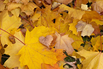 autumn leaves background