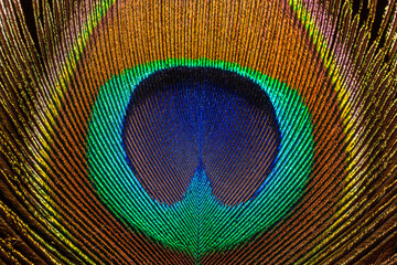 Fototapeta premium Macro image of peacock feather,Peacock Feather