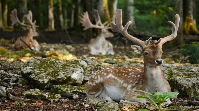 Male fallow deer, buck with antlers resting in natural environment. Deer Dama dama. Vision Park in Auberive region, France. Slow motion