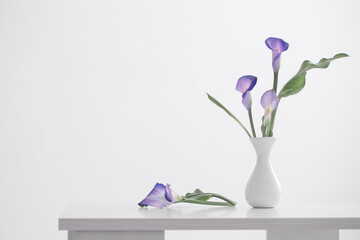 purple calla lily in vase  on white background