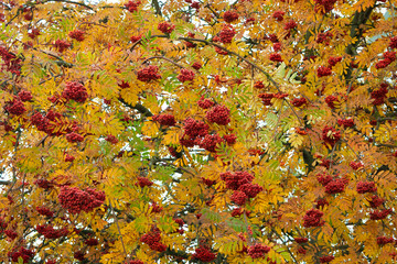 red berries on a tree