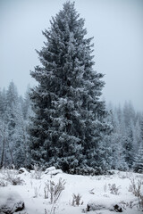 snow covered pine trees