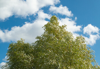 tree and sky