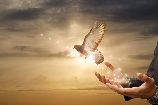 Businessman release dove from their hands flying against the background of a sunny sunset.