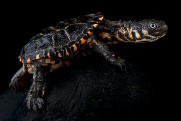 Black spine-necked swamp turtle (Acanthochelyx spixii)