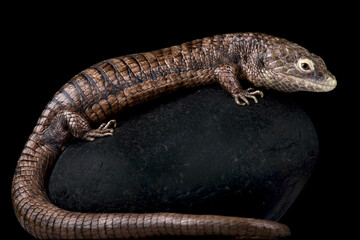 Campbell's alligator lizard (Abronia campbelli) is a critically endangered lizard species endemic...