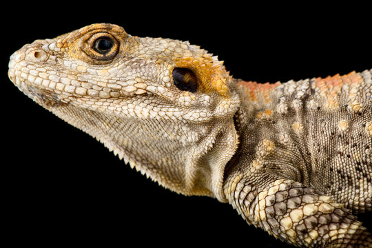 Painted Dragon (Laudakia stellio brachydactyla)