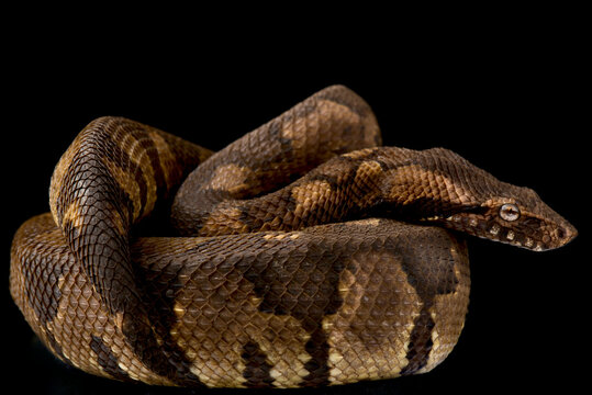 The Viper boa (Candoia aspera) is a terrestrial, cryptic, ambush predator that mimics the deadly death adder when discovered by any would be predator. They are endemic to Papua New Guinea.