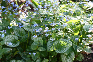 Small blue flowers of a brunnera macrophylla of a grade Jack Frost soar over big leaves with the...
