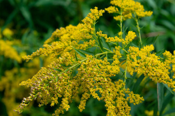 flowers in the garden