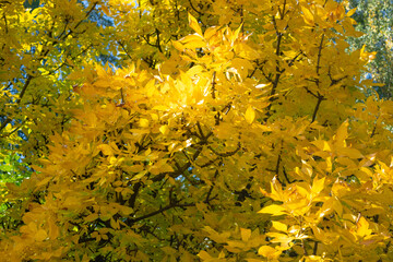 yellow maple leaves