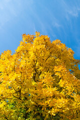 Fototapeta premium autumn trees in the park