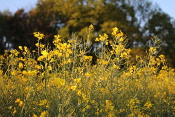 Raps in voller Blüte. Sonnenblume im Feld. Die Blüten sind leuchtend gelb. Sie riechen süß....