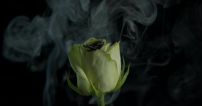 Stressed rose. A stressed emotions with a burning rose in smoke on the black background.