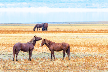 Wild Mustang horses interacting in the Nevada Desert