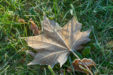 autumn leaves on grass