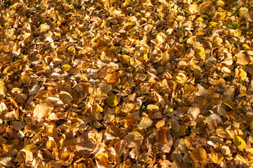 autumn leaves background