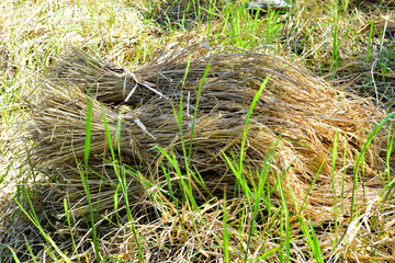 Rice harvested from rice plants And there are rice shoots sprouting.