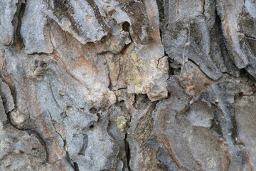 Tree bark. Abstract background. Macro.