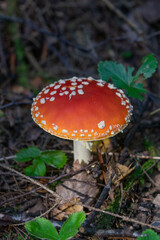 red fly agaric