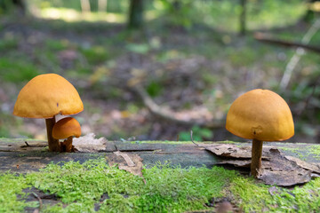 mushrooms in the forest