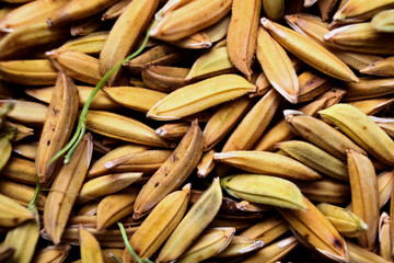 paddy grains at close distance with noticeable fine grains