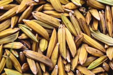 paddy grains at close distance with noticeable fine grains