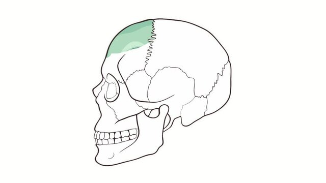 Alpha channel Human Skull side view Frontal bone animation
