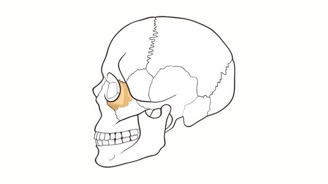 Alpha channel Human Skull side view Cheekbone animation