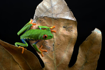 Red-eyed tree frogs on leaf