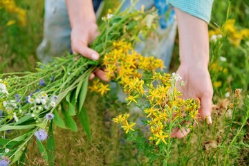 Woman with bouquet of field herbs and flowers touching blooming plants in summer field