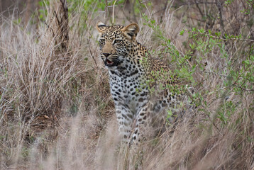 Fototapeta premium leopard, Panthera pardus, stalking through the dense african bush