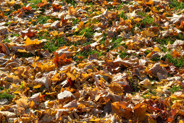 autumn leaves on the ground