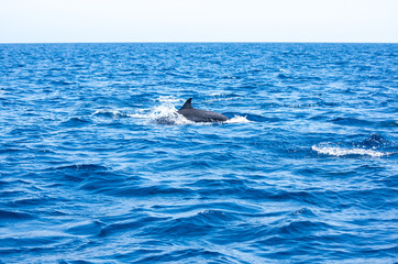 View of a group of wild dolphins