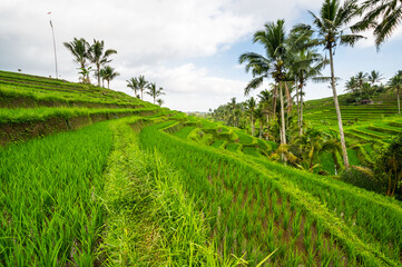 Jatiluwih rice terraces on Bali