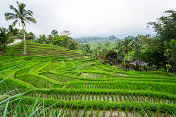 Jatiluwih rice terraces on Bali