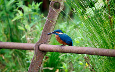 Juvenile kingfisher fishing around the lake