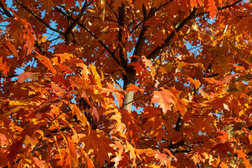 autumn leaves background