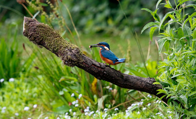 Juvenile kingfisher fishing around the lake