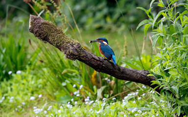 Juvenile kingfisher fishing around the lake