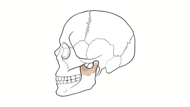 Alpha channel Human Skull side view Mandible animation