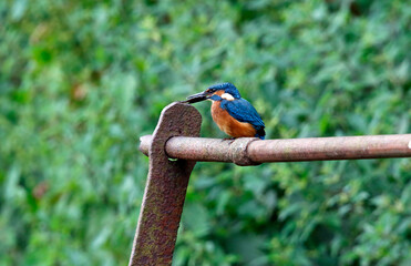 Juvenile kingfisher fishing around the lake